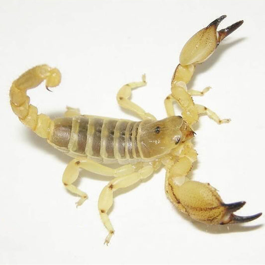 中東金蠍 Middle East Gold Scorpion (Scorpio maurus)