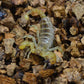 中東金蠍 Middle East Gold Scorpion (Scorpio maurus)