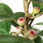 金卓葉 Mistletoe Fig  (Ficus deltoidea gold)