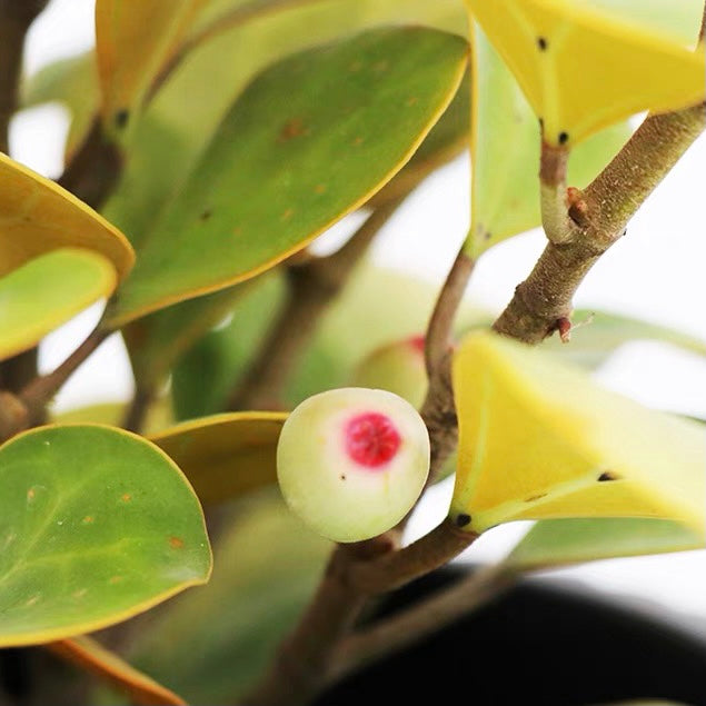金卓葉 Mistletoe Fig  (Ficus deltoidea gold)