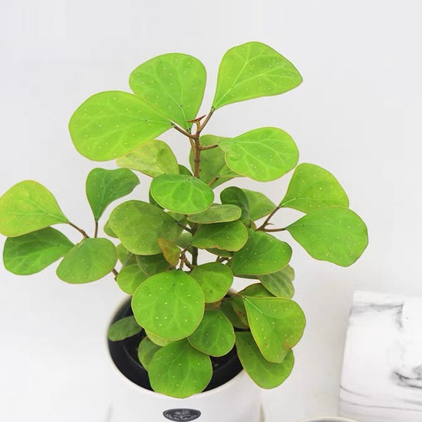 金卓葉 Mistletoe Fig  (Ficus deltoidea gold)