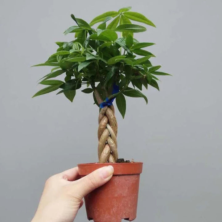 money tree 植物 造型發財樹Money Tree ( Pachira aquatica ) - 森流GreenFlow
