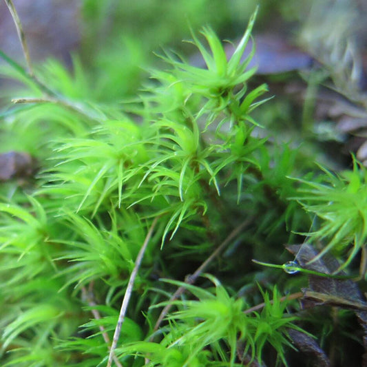 曲尾蘚 Mood Moss ( Dicranum Scoparium )