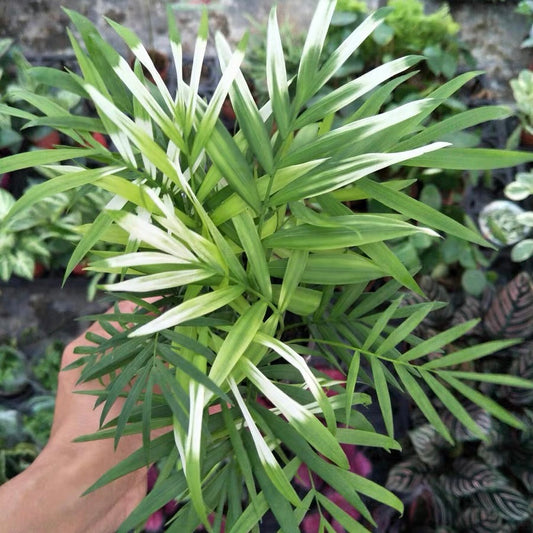 袖珍椰錦 Neanthe Bella palm ( Chamaedorea elegans Mart. )