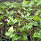 Emei Shield Fern/Triangle Leaf Shield Fern Neolepisorus ovatus