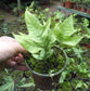 Emei Shield Fern/Triangle Leaf Shield Fern Neolepisorus ovatus
