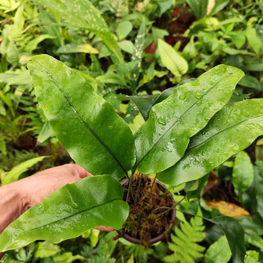 Emei Shield Fern/Triangle Leaf Shield Fern Neolepisorus ovatus sp (Green) (Reflected)