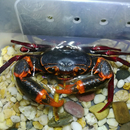 新內溪蟹 Red & Dark Green Lightning Crab (Neotiwaripotamon whiteheadi)