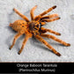 非洲橙巴布 Orange Baboon Tarantula (Pterinochilus murinus)