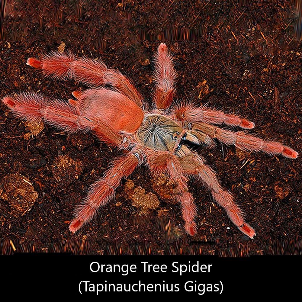 圭亞那紅樹 Orange Tree Spider (Tapinauchenius gigas)