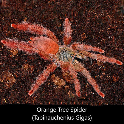 圭亞那紅樹 Orange Tree Spider (Tapinauchenius gigas)