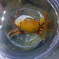 橙黃南海溪蟹 Orange Warrior Crab Chaozhou (Nanhaipotamon guangdongens)