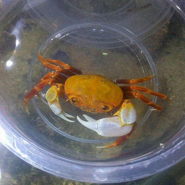 橙黃南海溪蟹 Orange Warrior Crab Chaozhou (Nanhaipotamon guangdongens)