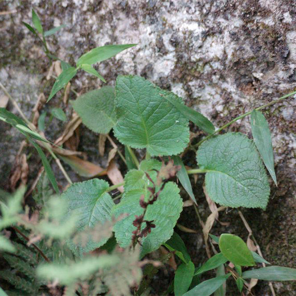 滇桂喜鹊苣苔 Ornithoboea wildeana