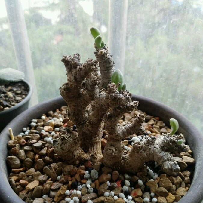 卡拉菲厚敦菊Othonna clavifolia