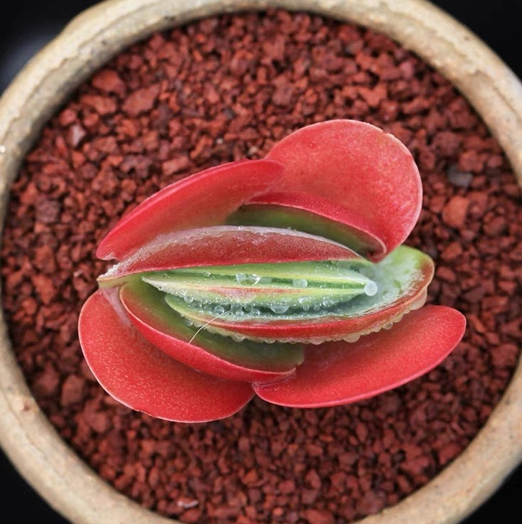 唐印 Paddle plant (Kalanchoe thyrsiflora)