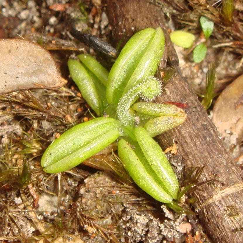 野捕蟲堇 Pale butterwort (Pinguicula lusitanica)