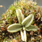 野捕蟲堇 Pale butterwort (Pinguicula lusitanica)