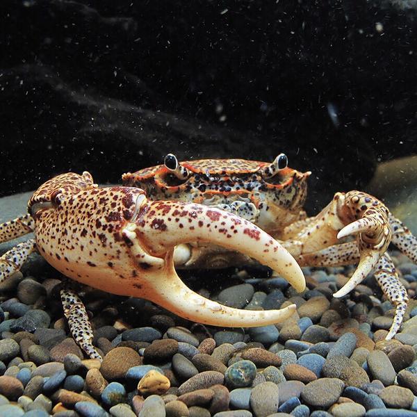 豹點蟹（可全水養）Oriental Panther Crab (Heterochelamon tessellatum)