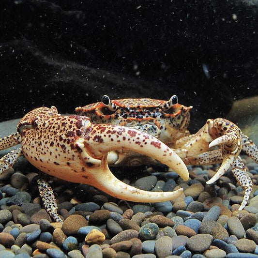 Oriental Panther Crab (Heterochelamon tesselatum) 