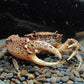 豹點蟹（可全水養）Oriental Panther Crab (Heterochelamon tessellatum)