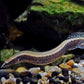 刺鰍 Lesser Spiny Eel (Mastacembelus aculeatus)
