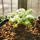 羽葉洋葵 Pelargonium appendiculatum