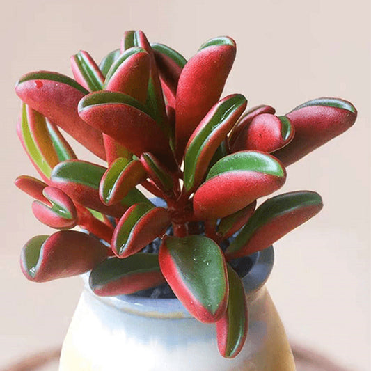 紅背椒草 Peperomia graveolens