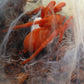 菲律賓橙蜘蛛 Philippine Tangerine Tarantula (Orphnaecus philippinus)