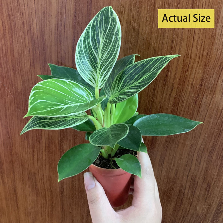 philodendron birkin 中文 柏金蔓綠絨Philodendron ' Birkin ' ( Philodendron sp ) - 森流GreenFlow