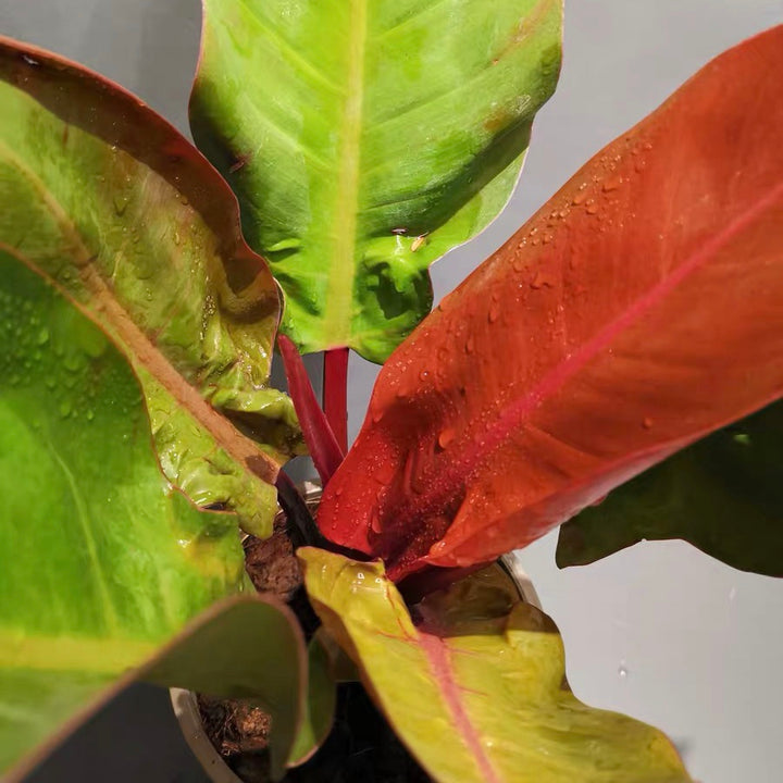 philodendron prince albert 橙王子蔓綠絨Philodendron ' Prince of Orange ' - 森流GreenFlow