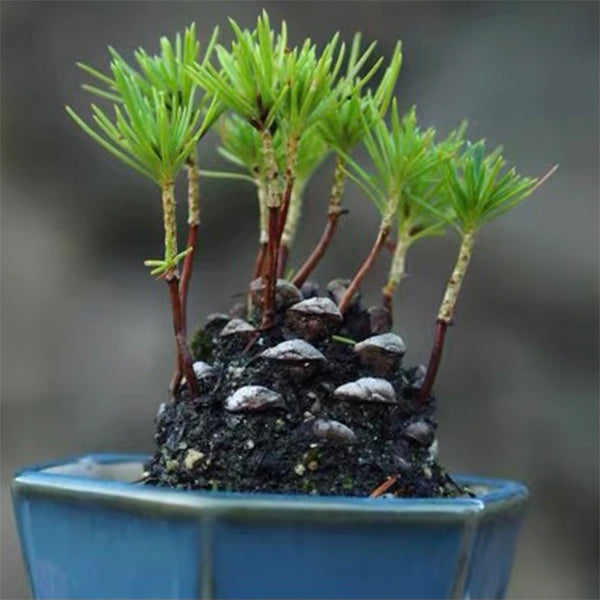 松果盆景 Pine Cone Mini Bonsai Tree  (Pinus thunbergii)