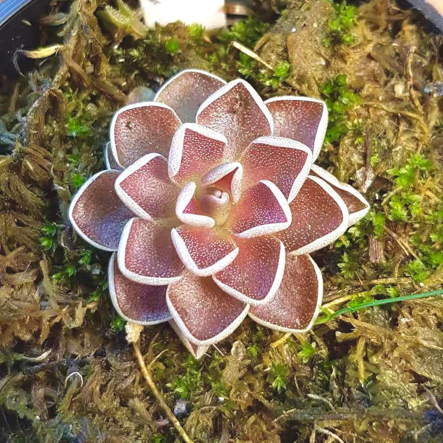 愛蘭捕蟲堇 Butterworts(Pinguicula ehlersiae)