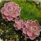 弗洛里捕蟲堇 Butterworts(Pinguicula 'Florian' )