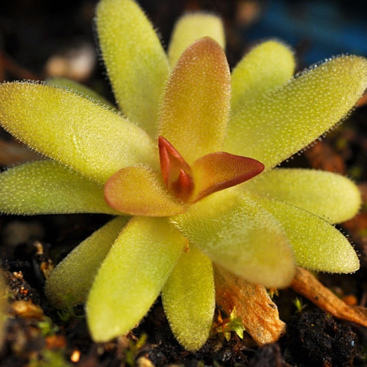 Gracilis moctezumae (Pinguicula spp.)