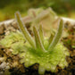 石灰岩捕蟲堇 Pinguicula gypsicola