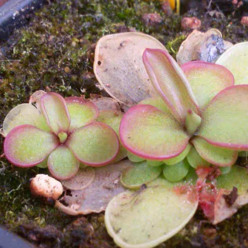 紅花勞厄堇  Butterwort Pinguicula laueana
