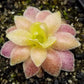 馬西安諾捕蟲堇 Butterworts (Pinguicula Marciano)