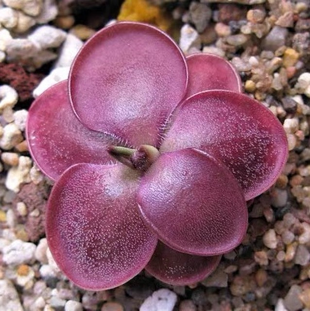 墨蘭捕蟲堇 Pinguicula moranensis f.rosei