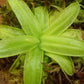 櫻葉捕蟲堇 Pinguicula primuliflora