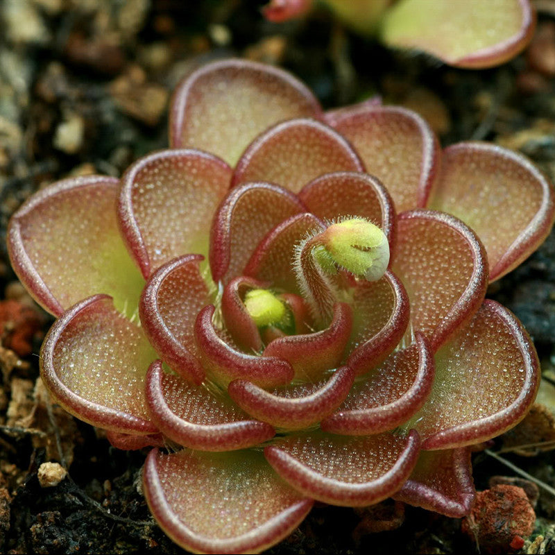 網紋捕蟲堇 Pinguicula reticulata