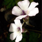 圓花捕蟲堇  Butterworts  (Pinguicula rotundiflora)