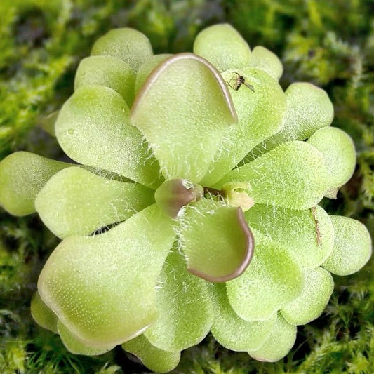 Butterworts (Pinguicula rotundiflora)