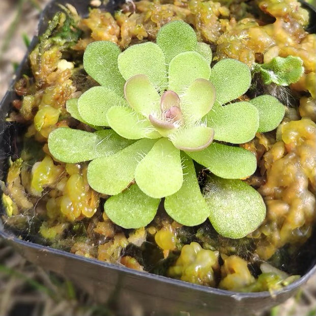 圓花捕蟲堇  Butterworts  (Pinguicula rotundiflora)