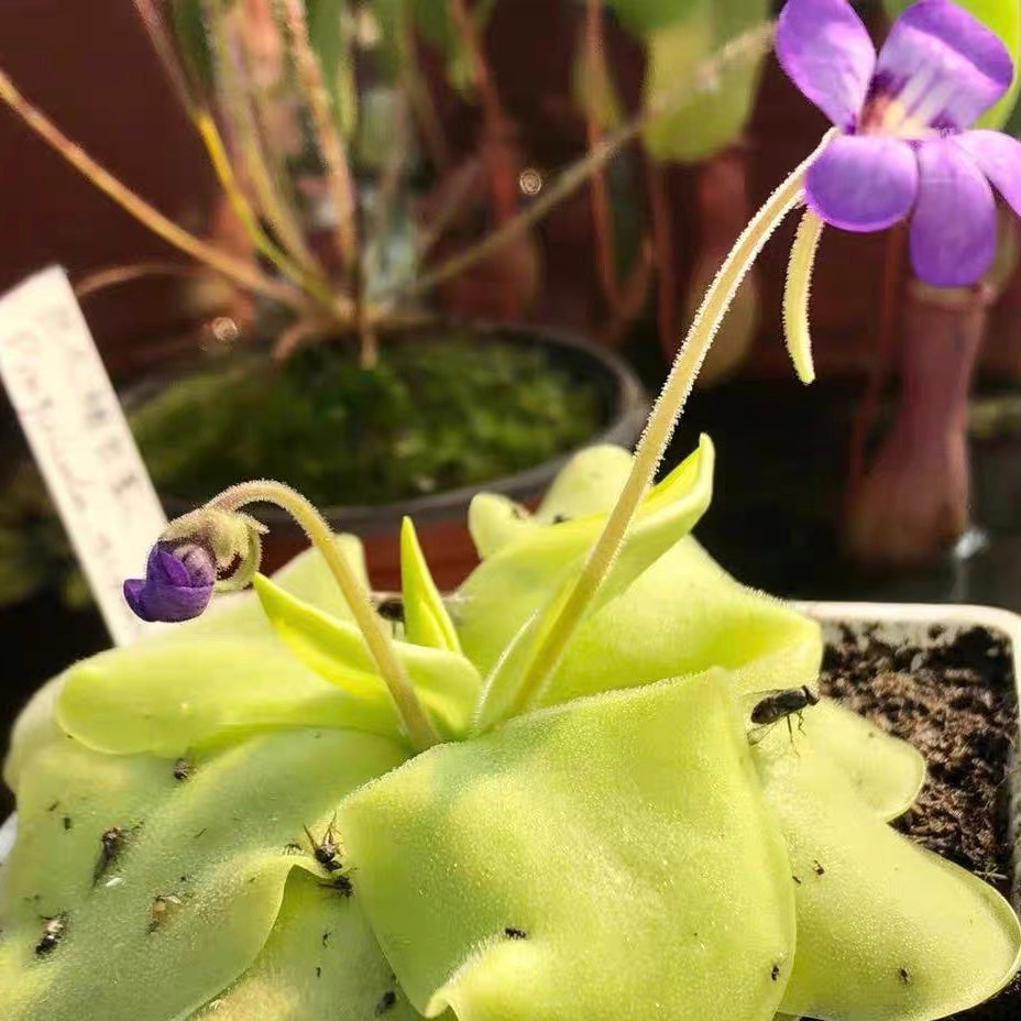 緹娜捕蟲堇 Butterwort  (Pinguicula Tina )