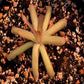 捕蟲堇 Gracilis  moctezumae ( Pinguicula spp. )