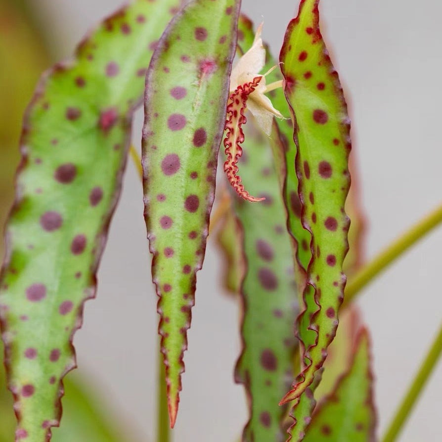 秋刀魚秋海棠 Pink Spotted Begonia ( Begonia amphioxus )