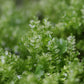 緣邊走燈蘚 Plagiomnium Moss (Plagiomnium acutum)