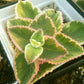 香妃草 Swedish Ivy (Plectranthus coleoides .Var)