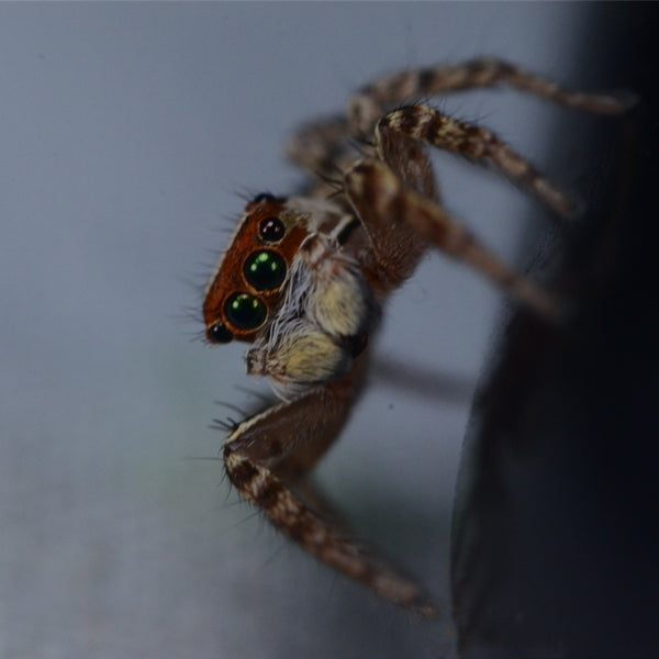 條紋蠅虎 Green Eyes Jumping Spider (Plexippus petersi)